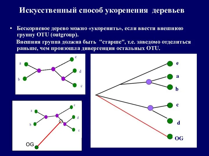 Искусственный способ укоренения деревьев Бескорневое дерево можно «укоренить», если ввести внешнюю