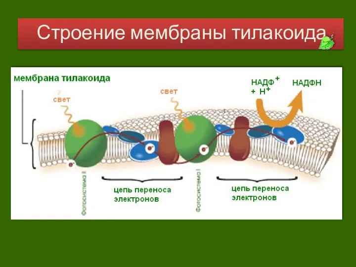 Строение мембраны тилакоида