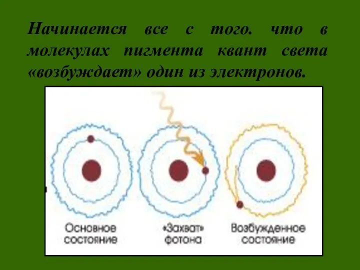 Начинается все с того. что в молекулах пигмента квант света «возбуждает» один из электронов.