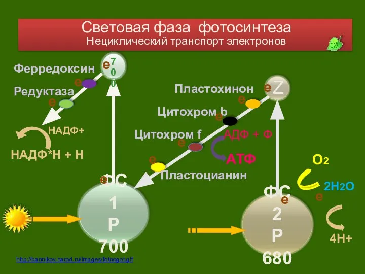 2Н2О О2 4Н+ е Пластохинон Цитохром b АТФ АДФ + Ф