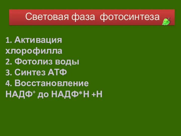 Световая фаза фотосинтеза 1. Активация хлорофилла 2. Фотолиз воды 3. Синтез