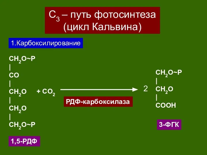 С3 – путь фотосинтеза (цикл Кальвина) 1.Карбоксилирование CH2O~P | CO |