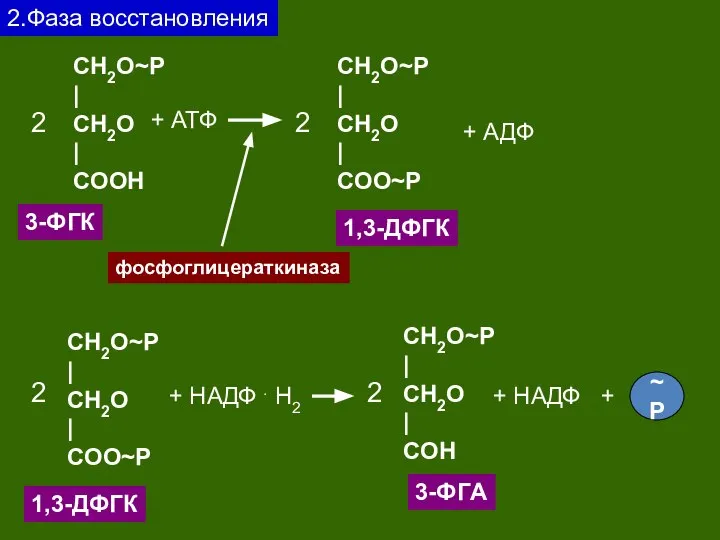 2.Фаза восстановления CH2O~P | CH2O | CОOH 3-ФГК 2 + АТФ