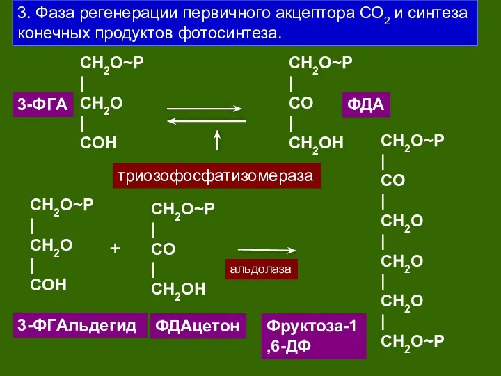 3. Фаза регенерации первичного акцептора СО2 и синтеза конечных продуктов фотосинтеза.