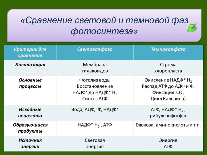 «Сравнение световой и темновой фаз фотосинтеза»