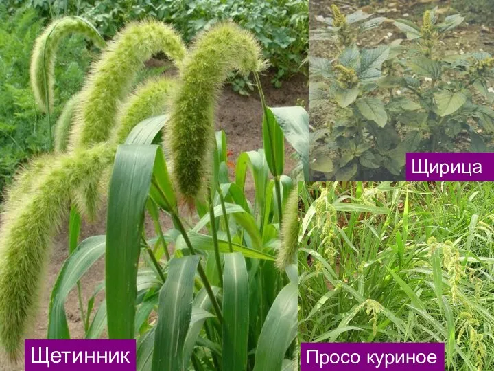 Щетинник Просо куриное Щирица