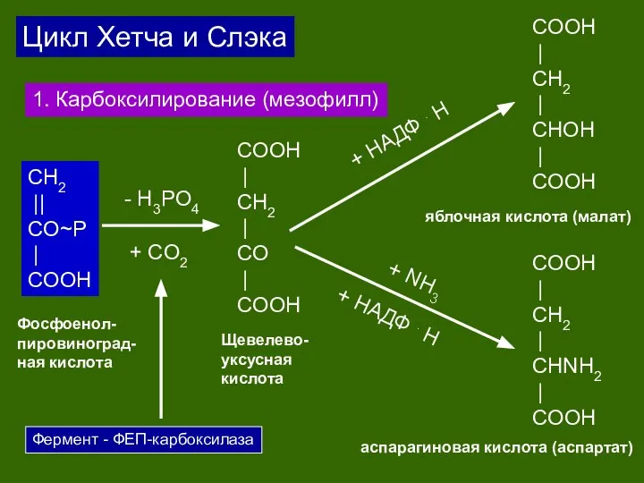 СH2 || CO~P | COOH + CO2 COOH | CH2 |