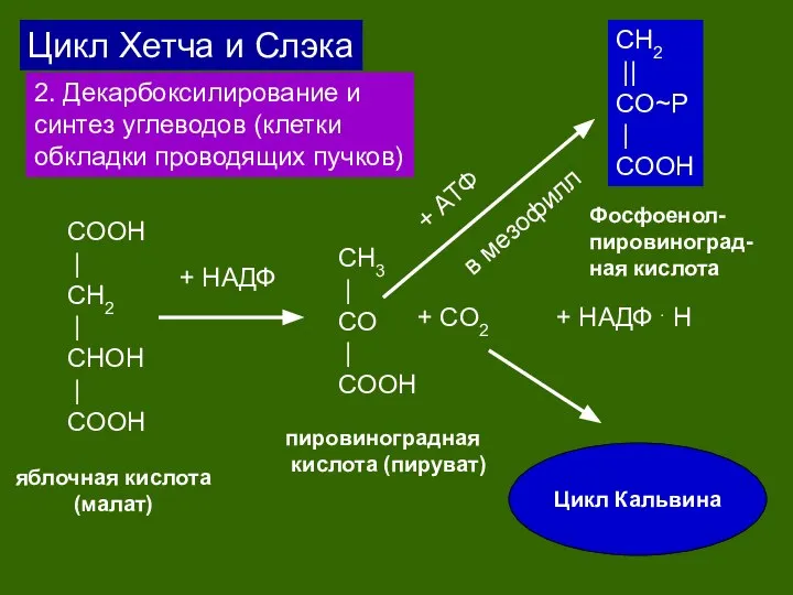 Цикл Хетча и Слэка 2. Декарбоксилирование и синтез углеводов (клетки обкладки