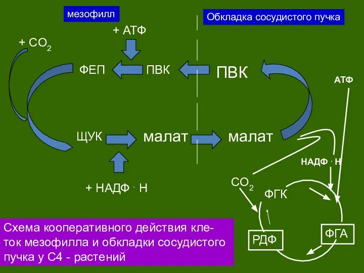 + CO2 ФЕП ПВК ЩУК малат + АТФ + HAДФ .