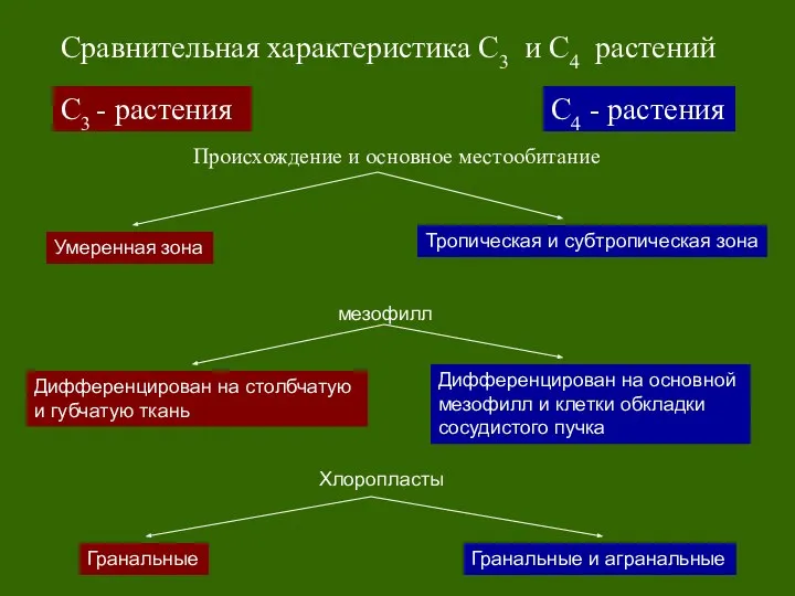 С3 - растения С4 - растения Сравнительная характеристика С3 и С4