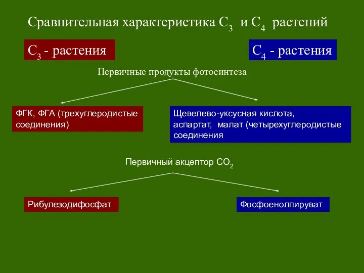 С3 - растения С4 - растения Сравнительная характеристика С3 и С4