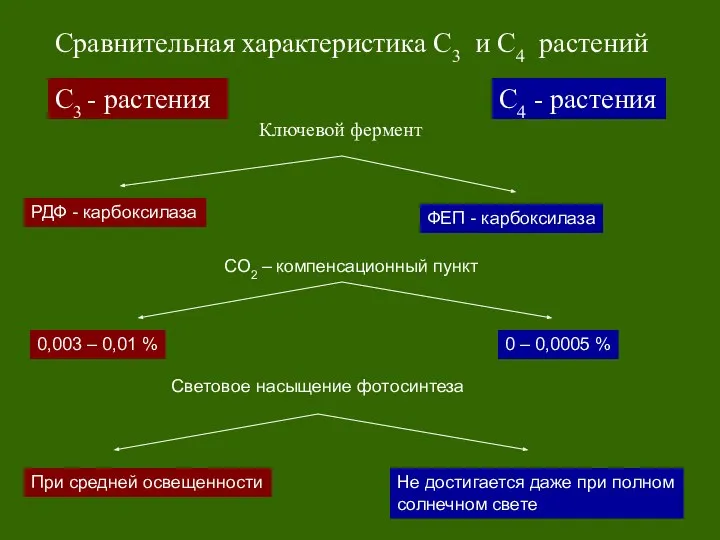 С3 - растения С4 - растения Сравнительная характеристика С3 и С4