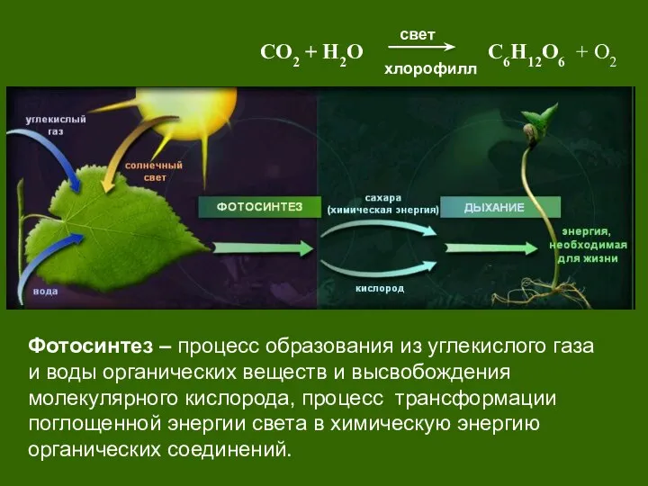 Фотосинтез – процесс образования из углекислого газа и воды органических веществ