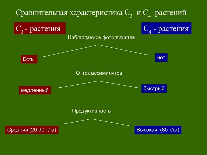 С3 - растения С4 - растения Сравнительная характеристика С3 и С4
