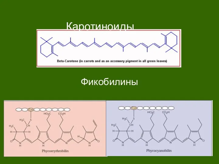 Каротиноиды Фикобилины