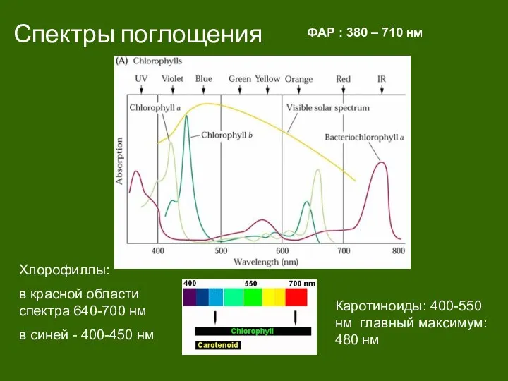 Спектры поглощения ФАР : 380 – 710 нм Каротиноиды: 400-550 нм