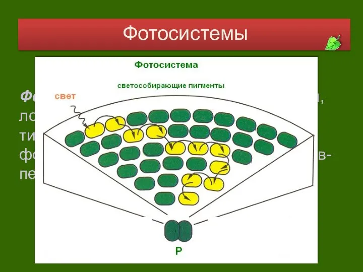 Фотосистемы Фотосистема – это комплекс молекул, локализованный в мембранах тилакоидов, состоящий из фотосинтезирующих пигментов и белков-переносчиков.