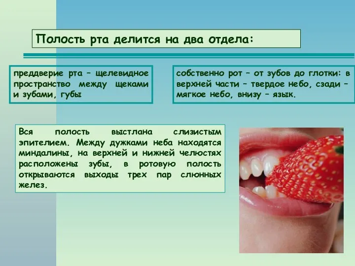 Полость рта делится на два отдела: Вся полость выстлана слизистым эпителием.