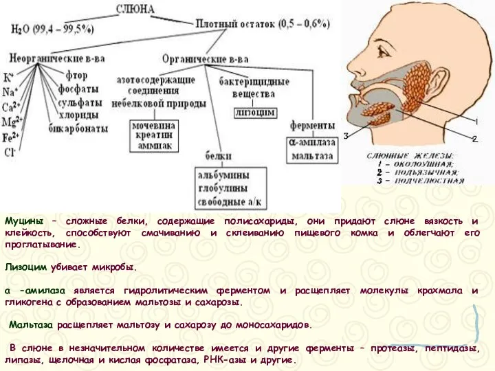 Муцины – сложные белки, содержащие полисахариды, они придают слюне вязкость и
