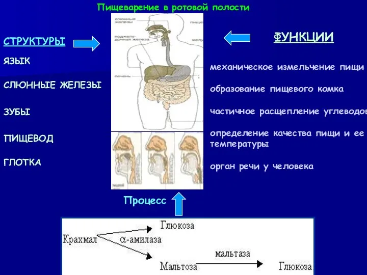 СТРУКТУРЫ ЯЗЫК СЛЮННЫЕ ЖЕЛЕЗЫ ЗУБЫ ПИЩЕВОД ГЛОТКА ФУНКЦИИ механическое измельчение пищи