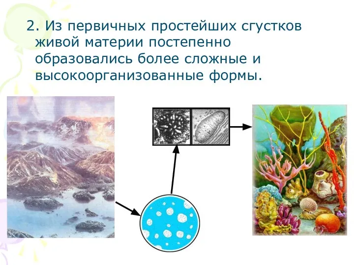 2. Из первичных простейших сгустков живой материи постепенно образовались более сложные и высокоорганизованные формы.