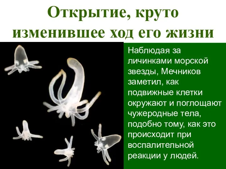 Открытие, круто изменившее ход его жизни Наблюдая за личинками морской звезды,