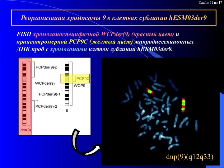 Реорганизация хромосомы 9 в клетках сублинии hESM03der9 FISH хромосомоспецифичной WCPder(9) (красный