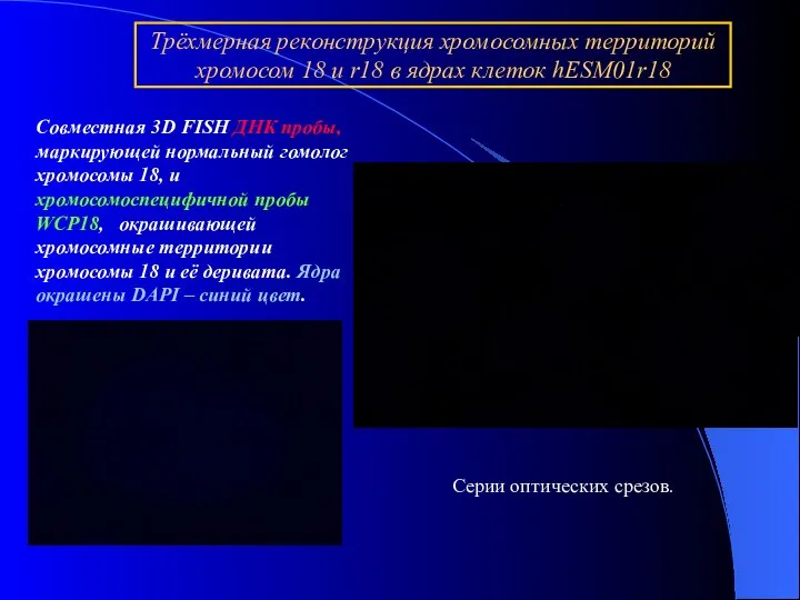 Трёхмерная реконструкция хромосомных территорий хромосом 18 и r18 в ядрах клеток