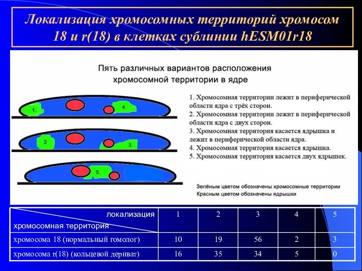 Локализация хромосомных территорий хромосом 18 и r(18) в клетках сублинии hESM01r18