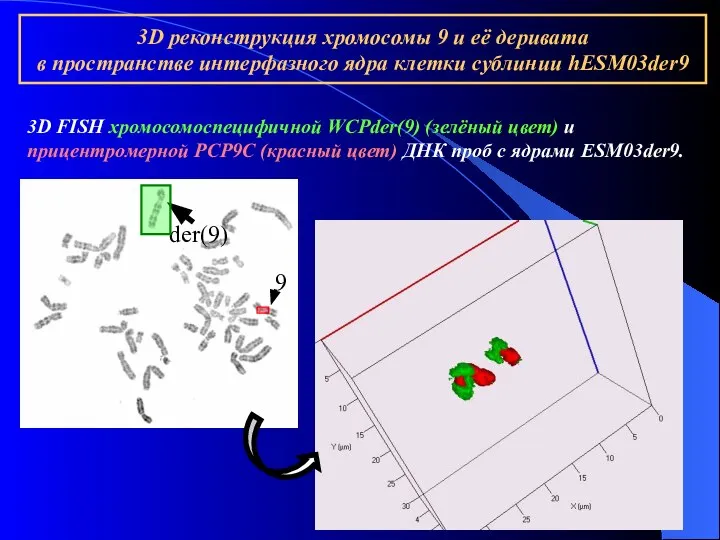 3D реконструкция хромосомы 9 и её деривата в пространстве интерфазного ядра