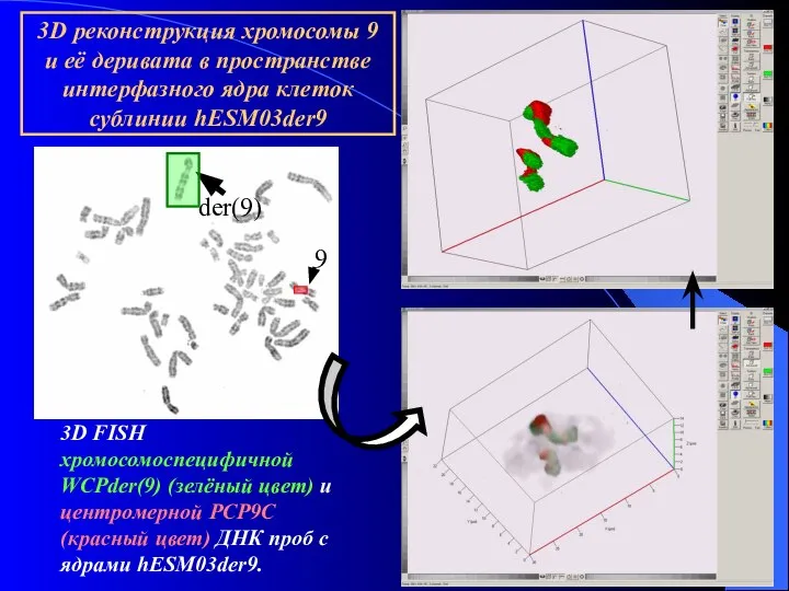 der(9) 9 3D FISH хромосомоспецифичной WCPder(9) (зелёный цвет) и центромерной PCP9C