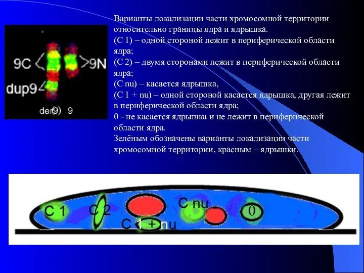 Варианты локализации части хромосомной территории относительно границы ядра и ядрышка. (С