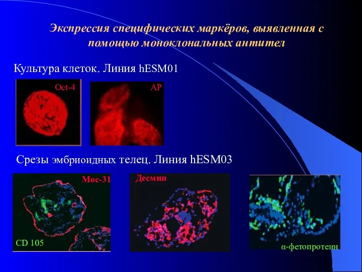 Экспрессия специфических маркёров, выявленная с помощью моноклональных антител Культура клеток. Линия