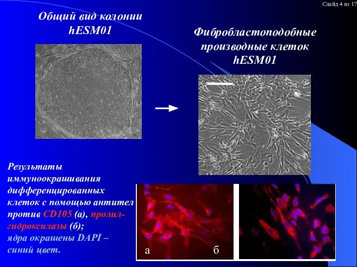 Общий вид колонии hESM01 Фибробластоподобные производные клеток hESM01 Результаты иммуноокрашивания дифференцированных