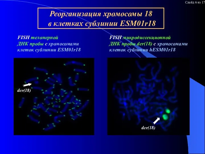 Результаты гибридизации теломерной пробы и микродиссекционной пробы r18 на M01r .