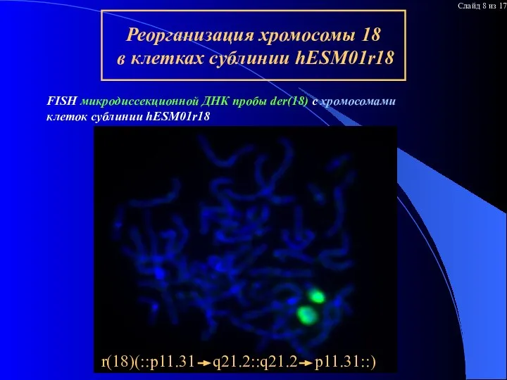 Результаты гибридизации микродисс пробы r18 на M01r – внимательное рассмотрение FISH