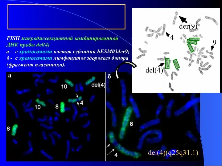 FISH микродиссекционной комбинированной ДНК пробы del(4) а - с хромосомами клеток