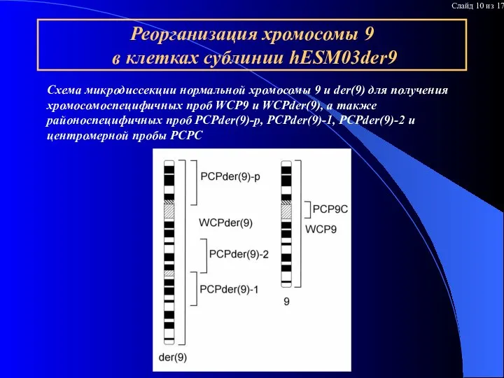 Реорганизация хромосомы 9 в клетках сублинии hESM03der9 Схема микродиссекции нормальной хромосомы