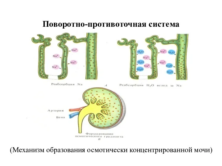 Поворотно-противоточная система (Механизм образования осмотически концентрированной мочи)