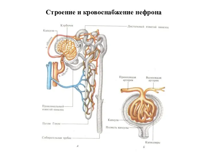 Строение и кровоснабжение нефрона