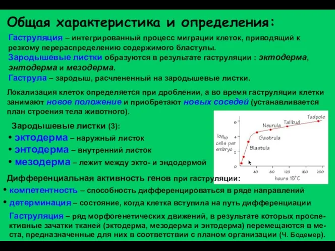 Гаструляция – интегрированный процесс миграции клеток, приводящий к резкому перераспределению содержимого