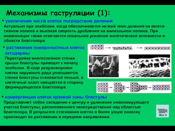 Механизмы гаструляции (1): увеличение числа клеток посредством делений Актуально при эпиболии,