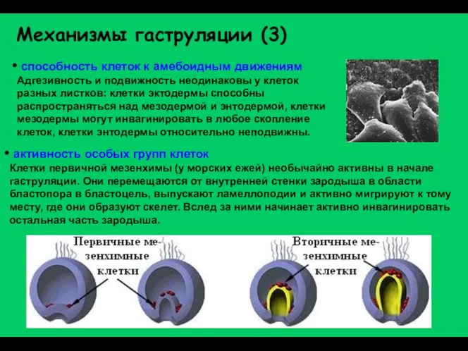 Механизмы гаструляции (3) способность клеток к амебоидным движениям Адгезивность и подвижность