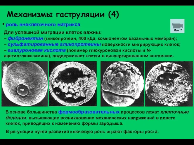 Механизмы гаструляции (4) роль внеклеточного матрикса Для успешной миграции клеток важны: