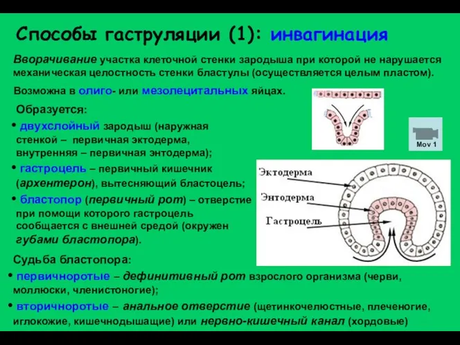 Способы гаструляции (1): инвагинация Вворачивание участка клеточной стенки зародыша при которой