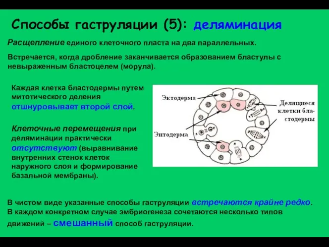 Способы гаструляции (5): деляминация Расщепление единого клеточного пласта на два параллельных.