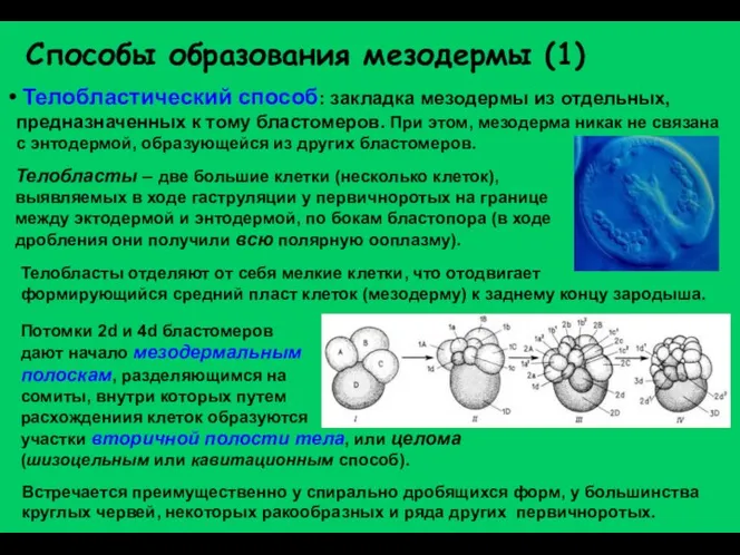 Способы образования мезодермы (1) Телобластический способ: закладка мезодермы из отдельных, предназначенных