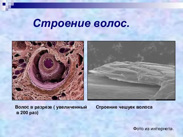 Строение волос. Волос в разрезе ( увеличенный в 200 раз) Строение чешуек волоса Фото из интернета.