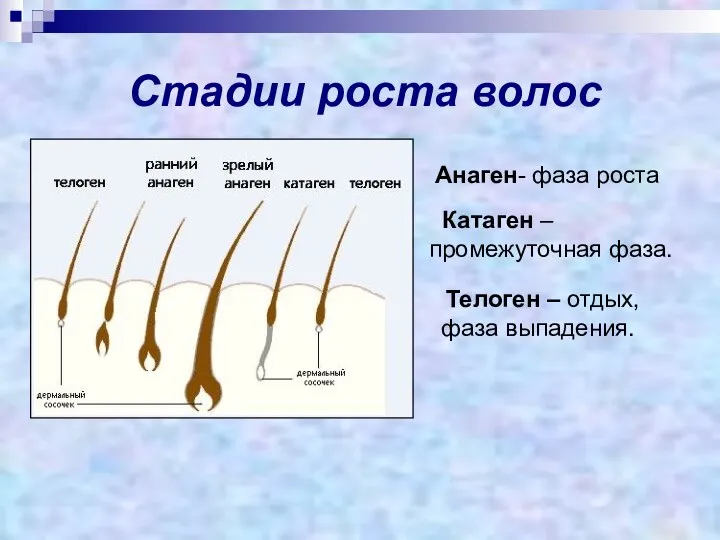 Стадии роста волос Телоген – отдых, фаза выпадения. Анаген- фаза роста Катаген –промежуточная фаза.