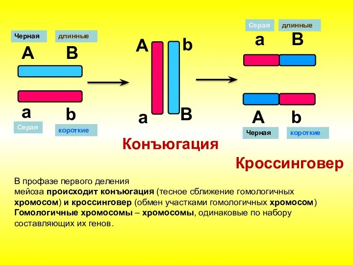 Кроссинговер А а B b А B a b Серая короткие